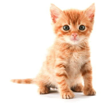 Error kitten